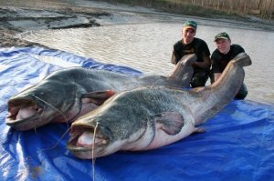 эти из Днепра