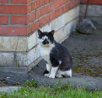 Пиковая масть