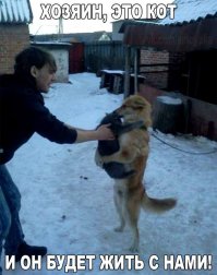 Кошка, взявшая шефство над собакой в Таганроге 