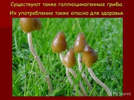 псилоцибиновый гриб