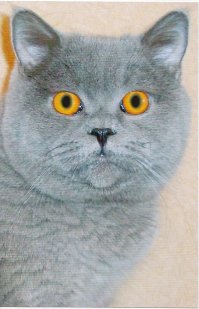 Вроде ничего не обычного, а весит с.у.к.а 7.9 кг, утром как прыгнут эти 8 килло либо в пах либо в достопримечательности проклинать будешь всё на свете.:)