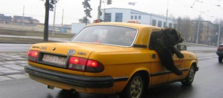  Свежая подборка автоприколов