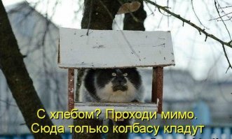 Голод не тетка! Кот ворует сало из кормушки для птиц