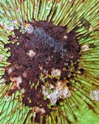 По-моему, №9 скорее похожа на Дом2.