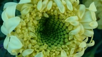 Макро съемка