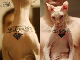 настоящий котэ алмазника