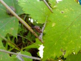 Знакомьтесь, это Витёк.