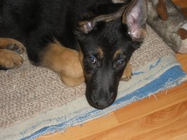 Мэй-Ли...2й день дома..))