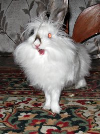 Жрал обои, полы, провода. В руки особо не давался. Кролик не кошка или собака, мурлыкать или хвостом вилять от радости  не будет - все время сам себе на уме.