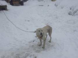 Вот таким я его увидел впервые. Хозяин - бизнесмен, сука, с официальным годовым доходом 10 млн. Ходим с женой каждый вечер кормим, что бы не столкнуться с владельцем. Пару раз чуть не подрались. Уе*бок.