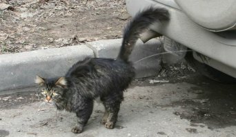 Для комплекта: