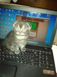 Иосиф Виссарионович (Йосик)