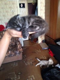 он же