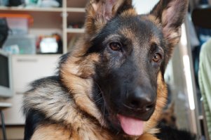 мой красавчик