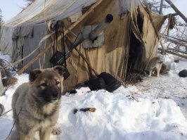 Один день в гостях у оленеводов
