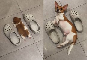 Реклама тапочек: носить-не сносить!