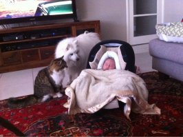 38 доказательств того, что у кошек золотые сердца 