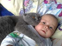 38 доказательств того, что у кошек золотые сердца 