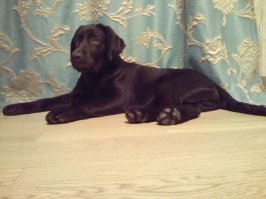 Только забрали.Сейчас 2 года и 3 месяца