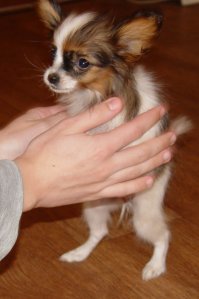 Мой ушан в детстве)