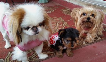 Встречают хозяина с работы.  :)