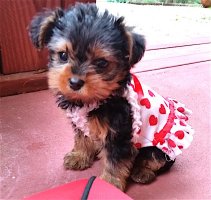 Маленькая йорка Изабелла.  Ей всего 4 недели, а она  уже модница.  :)