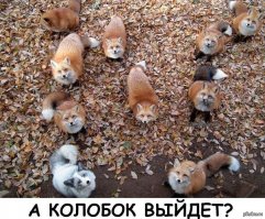  Самое пушистое место на Земле: деревня лис в Японии