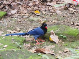 Я, недавно узнал, что сороки бывают не только белые:)