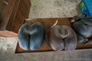 "...орехи периодически уносило океанскими течениями..." 
Может и до России их заносило? Тогда понятно, откуда взялась присказка:
"Ваша попа - как орех,
Так и просится на грех" :)