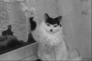  Коты-чемпионы по необычности окраса