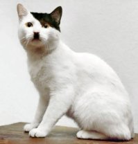  Коты-чемпионы по необычности окраса