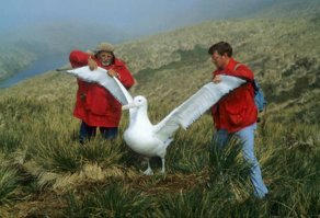 ... длина тела сороки 50 см, а хвост ее длиннее тела???? 
Автор либо никуя не орнитолог, либо бухой писал пост 
Только представьте сороку общей длиной где нибудь 1м 
... сцуко, так бы она утаскивала в гнездо новорожденных младенцев и собак средних пород  Кроме того при такой общей длине тела размах крыльев у нее должен был бы быть около 2 метров!!!  
Например у альбатроса странствующего – Diomedea exulans, длина тела с хвостом - 1,3 м., а размах крыльев достигает 3,5 м. 
... аэродинамика, мать ее, только представьте сороку такого размера