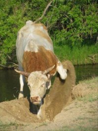 Буксует, однако. Пора бы блокировку переднего дифференциала включить, если есть. Странно, почему задний мост не включился...