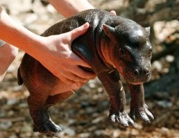 (Навеяло)

– Чего бы вы хотели больше всего на свете?
– Иметь карликового бегемотика, ручного, чтобы он сидел под столом, как собака.
– А есть такие?
– Своими глазами видел в Америке. Стоят шесть тысяч долларов штука.

Из воспоминаний о Маяковском. Валентин Катаев «Трава забвения»