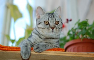  Коты-чемпионы по необычности окраса