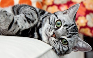  Коты-чемпионы по необычности окраса