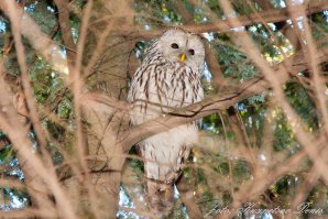 Длиннохвостая Неясыть. Москва. Главный Ботанический Сад.