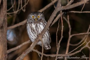 Воробьиный Сычик.Москва. Главный Ботанический Сад.Одна из самых маленьких сов.