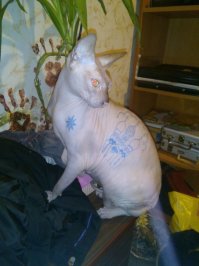 У моего есть)))