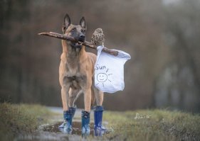 Очень люблю фотоработы немецкого фотографа Тани Брандт: у неё живут несколько сов и умнейшая овчарка Инго.
Здесь можно посмотреть её фотографии