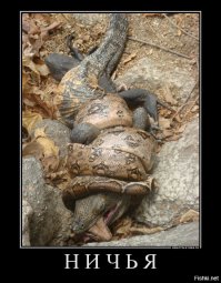  В мире животных: оторванная голова зебры в крокодильей пасти