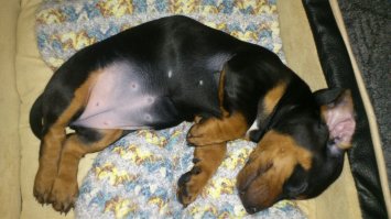 моя собачуля в детстве))) такие они милахи, когда мелкие))