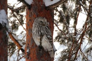 Длиннохвостая неясыть- север Свердловской обл