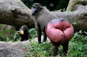 В стране дремучих трав