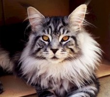 У нас когда-то такого окраса был кот - Рома! Красавец, только глаза были зеленые. Ох котищщщще умный был!