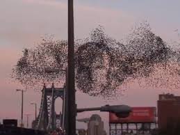 Cтая скворцов движется как единый организм, чтобы не стать добычей сапсана