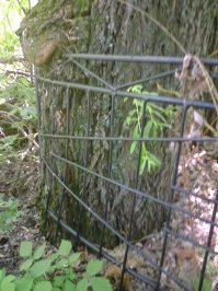  Бронзовая рука, сжимающая дерево почти 50 лет