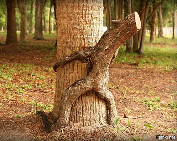  Бронзовая рука, сжимающая дерево почти 50 лет