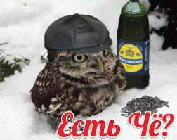  Очаровательные совы