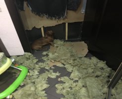 Прихожу домой а там такое !!! Действительно жизненные неприятности... Кстати отдам собачку в любые руки ,намордник в подарок.